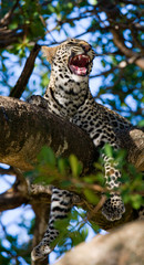 Leopard is lying on a tree. National Park. Kenya. Tanzania. Maasai Mara. Serengeti. An excellent illustration.