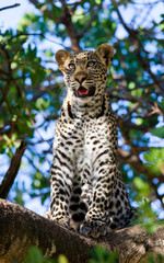 Leopard standing on the tree. National Park. Kenya. Tanzania. Maasai Mara. Serengeti. An excellent illustration.