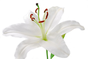 white Lilly flower isolated on white