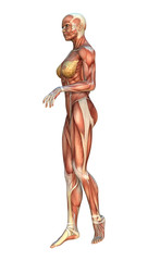 Muscle Maps Female Figure