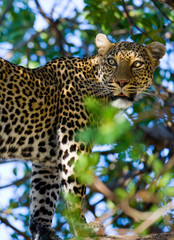 Leopard standing on the tree. National Park. Kenya. Tanzania. Maasai Mara. Serengeti. An excellent illustration.