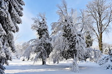 Tree branches loaded after heavy snowfall