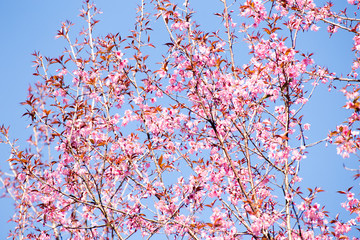 Pink sakura, Cherry blossom in Thailand.