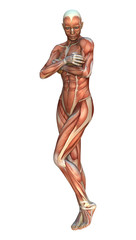 Muscle Maps Female Figure