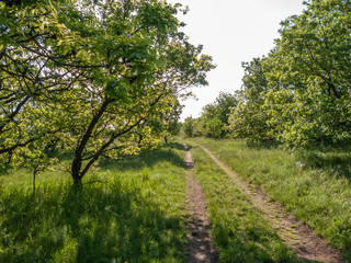 Fototapeta premium forest track