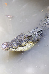 crocodile