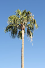 single palm tree isolated on blue sky