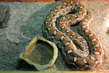 Среднеазиатская эфа Central asian sand viper
