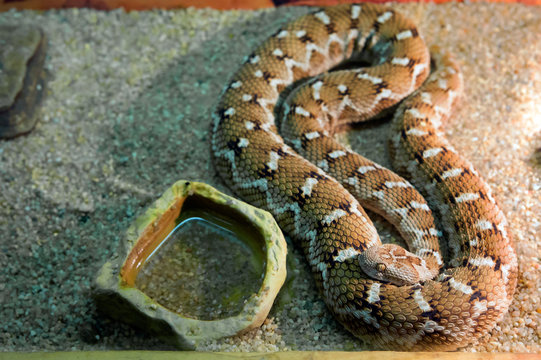 Среднеазиатская эфа Central asian sand viper