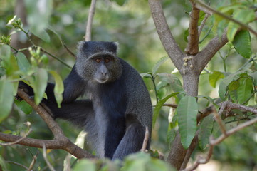 Un singe dans un arbre.