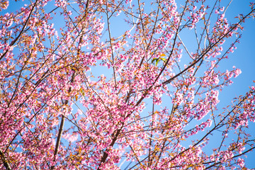 Pink sakura, Cherry blossom in Thailand.