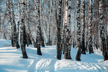 Birch forest, winter.
