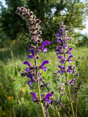 Meadow Sage - Wiesensalbei / Two stalks of a Meadow Sage with beautiful, violet, back-lit blooms.