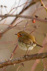 Robin, Erithacus rubecula