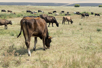 herd cows in nature