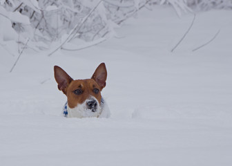 Dog at snow