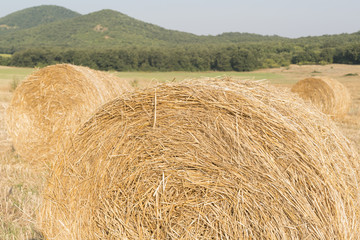 bales in a wheat field