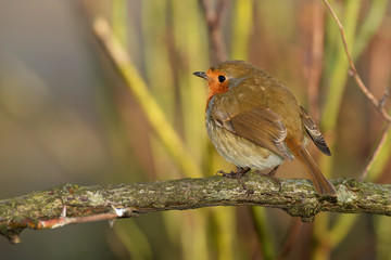 Robin, Erithacus rubecula