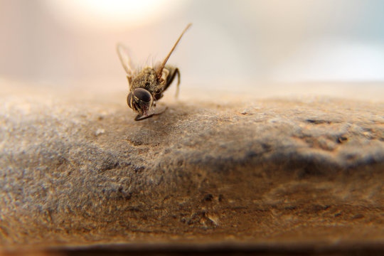 mouche
