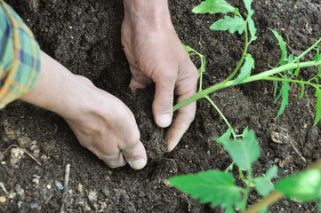 plantation de plants de tomates dans potager 