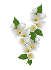 Fototapeta premium branch of jasmine flowers isolated on white background