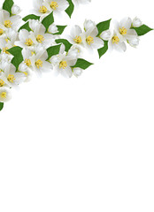 branch of jasmine flowers isolated on white background