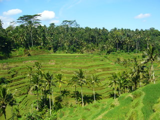 Fototapeta na wymiar Rices meadow landscape in Bali island