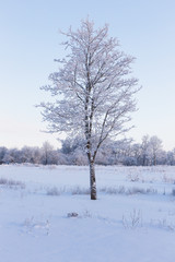 lonely snow-covered tree