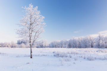 Fototapeta na wymiar lonely snow-covered tree