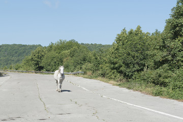 white horse galloping on street