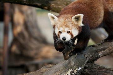 Obraz premium Red panda on the branch