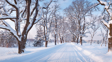 Obraz premium winter road in the morning