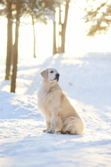 Golden Retriever dog sitting in winter forest on sunset