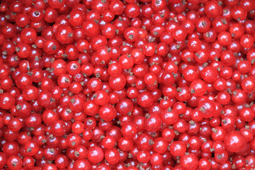 fresh red currant background