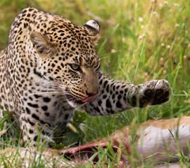 Leopard with his prey. National Park. Kenya. Tanzania. Maasai Mara. Serengeti. An excellent illustration.