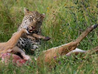 Leopard with his prey. National Park. Kenya. Tanzania. Maasai Mara. Serengeti. An excellent illustration.