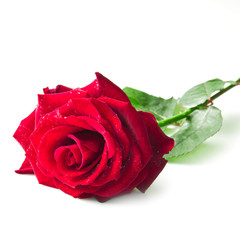 Single red rose flower