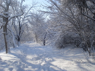 Path bordered by trees in winter