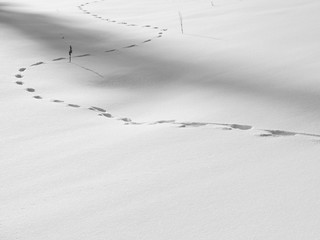 tortuous traces of wild animal on the snow