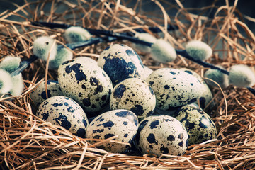 Obraz premium Quail eggs in a nest of straw and twigs of willow, selective foc
