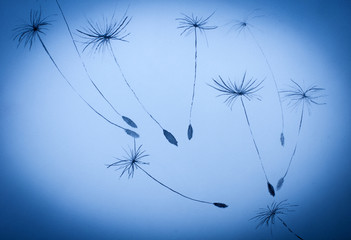 Fototapeta na wymiar dandelion seeds
