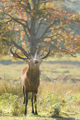 Red Deer - Rut Time.