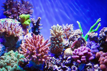 Naklejka na ściany i meble Coral reef aquarium