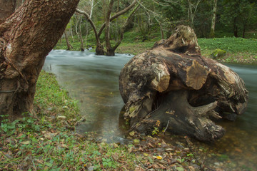 Fototapeta na wymiar Tronco en el rio
