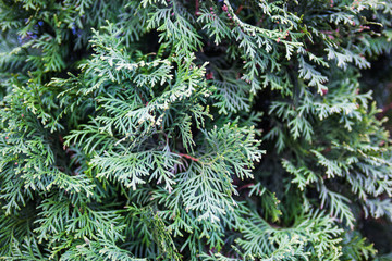 Naklejka na ściany i meble Evergreen juniper branches