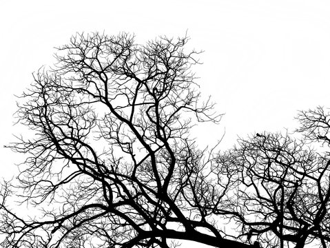 Tree silhouette .