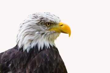 The head of a winged predator allocated on a white background.