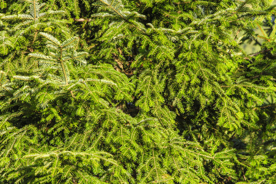 Spruce branches close-up