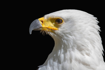 The head of a winged predator allocated on a black background.