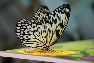motyl w zoo © pcassie93